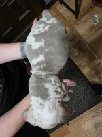 Pixie , a female Olde English Bulldogge for sale in Darien, IL – 4 of 4