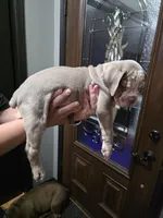 Mable, a female Olde English Bulldogge for sale in Darien, IL – 4 of 4