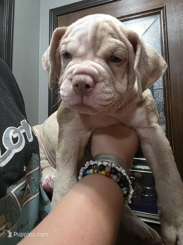 Dipper – Olde English Bulldogge puppy for sale in Darien, IL