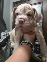 Dipper, a male Olde English Bulldogge for sale in Darien, IL – 1 of 4