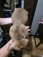 Tootsie , a female Olde English Bulldogge for sale in Darien, IL – 2 of 4