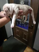 Dolly , a female Olde English Bulldogge for sale in Darien, IL – 3 of 4