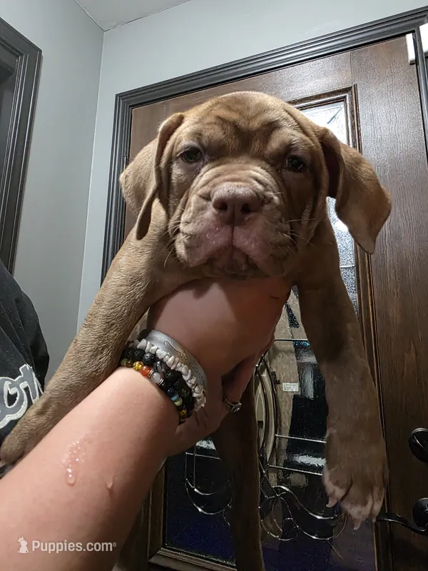 Tootsie  – Olde English Bulldogge puppy for sale in Darien, IL