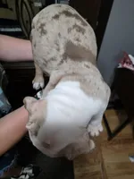 Nugget , a male Olde English Bulldogge for sale in Darien, IL – 4 of 4