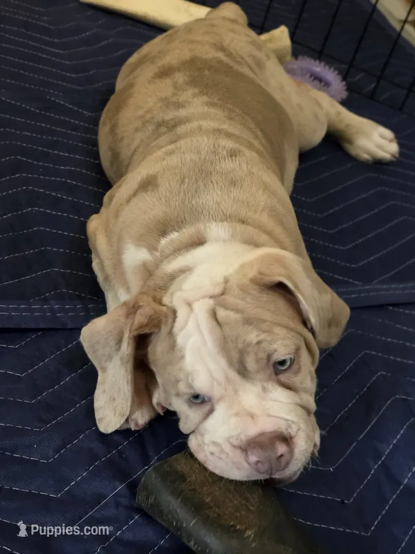 Dipper – Olde English Bulldogge puppy for sale in Darien, IL