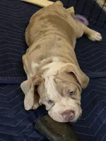 Rocky , a male Olde English Bulldogge for sale in Darien, IL – 1 of 10