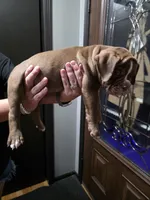 Hershey , a male Olde English Bulldogge for sale in Darien, IL – 2 of 4
