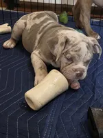 Pixie , a female Olde English Bulldogge for sale in Darien, IL – 3 of 10