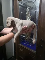 Spike, a male Olde English Bulldogge for sale in Darien, IL – 2 of 4