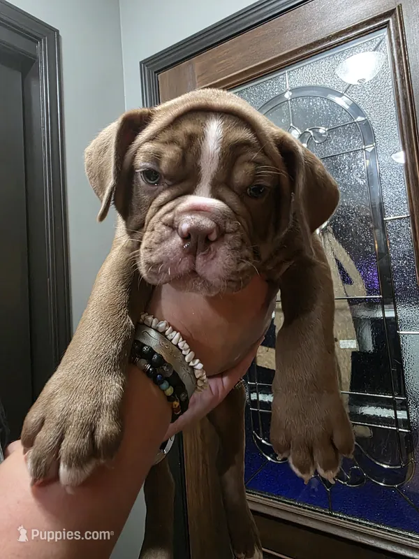 Hershey  – Olde English Bulldogge puppy for sale in Darien, IL