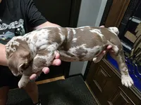 Jewel, a female Olde English Bulldogge for sale in Darien, IL – 3 of 4