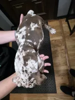 Jewel, a female Olde English Bulldogge for sale in Darien, IL – 4 of 4