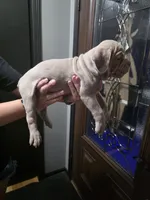 Spike, a male Olde English Bulldogge for sale in Darien, IL – 3 of 4
