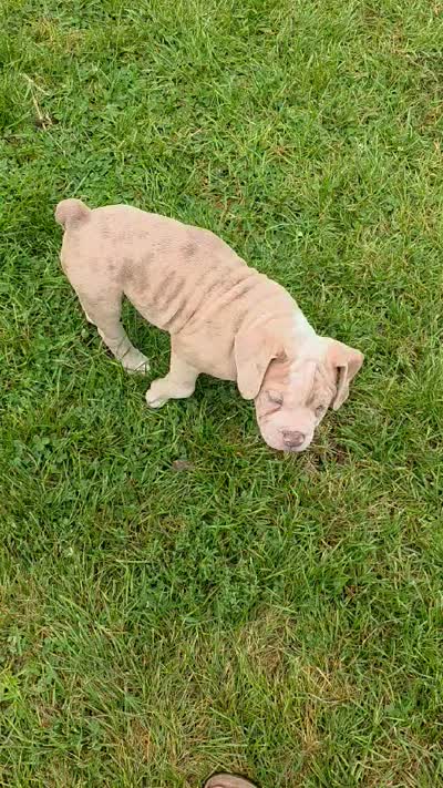 Rocky , a male Olde English Bulldogge for sale in Darien, IL – 2 of 10