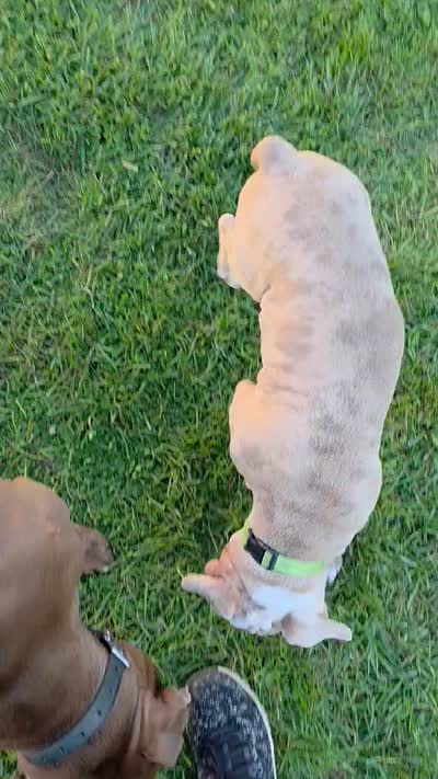 Dipper, a male Olde English Bulldogge for sale in Darien, IL – 3 of 9
