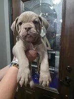 Spike, a male Olde English Bulldogge for sale in Darien, IL – 1 of 4