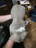 Mable, a female Olde English Bulldogge for sale in Darien, IL – 2 of 4