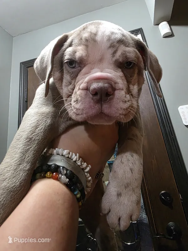 Mable – Olde English Bulldogge puppy for sale in Darien, IL