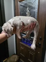 Mable, a female Olde English Bulldogge for sale in Darien, IL – 3 of 4