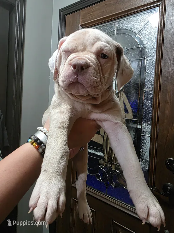 Dolly  – Olde English Bulldogge puppy for sale in Darien, IL