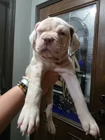 Dolly , a female Olde English Bulldogge for sale in Darien, IL – 1 of 4