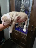 Dipper, a male Olde English Bulldogge for sale in Darien, IL – 2 of 4