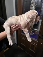 Dipper, a male Olde English Bulldogge for sale in Darien, IL – 3 of 4