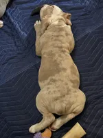 Rocky , a male Olde English Bulldogge for sale in Darien, IL – 5 of 10