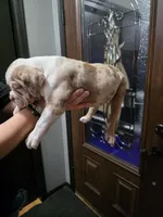 Nugget , a male Olde English Bulldogge for sale in Darien, IL – 3 of 4