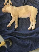 Rocky , a male Olde English Bulldogge for sale in Darien, IL – 10 of 10