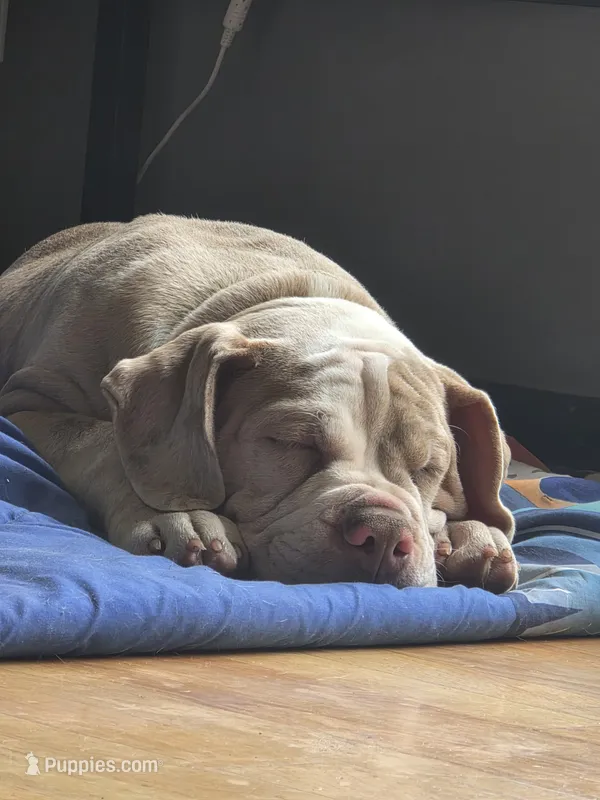 Dipper – Olde English Bulldogge puppy for sale in Darien, IL