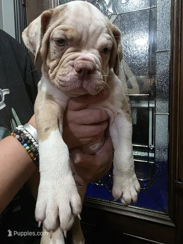 Nugget  – Olde English Bulldogge puppy for sale in Darien, IL