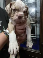 Nugget , a male Olde English Bulldogge for sale in Darien, IL – 1 of 4