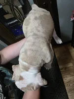 Dipper, a male Olde English Bulldogge for sale in Darien, IL – 4 of 4