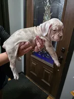 Dolly , a female Olde English Bulldogge for sale in Darien, IL – 2 of 4