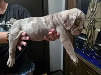 Pixie , a female Olde English Bulldogge for sale in Darien, IL – 3 of 4