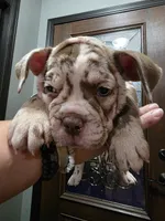Jewel, a female Olde English Bulldogge for sale in Darien, IL – 1 of 4