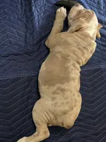 Rocky , a male Olde English Bulldogge for sale in Darien, IL – 3 of 10