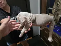 Pixie , a female Olde English Bulldogge for sale in Darien, IL – 2 of 4