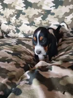 Green Girl, a female Basset Hound for sale in Englewood, TN – 3 of 8