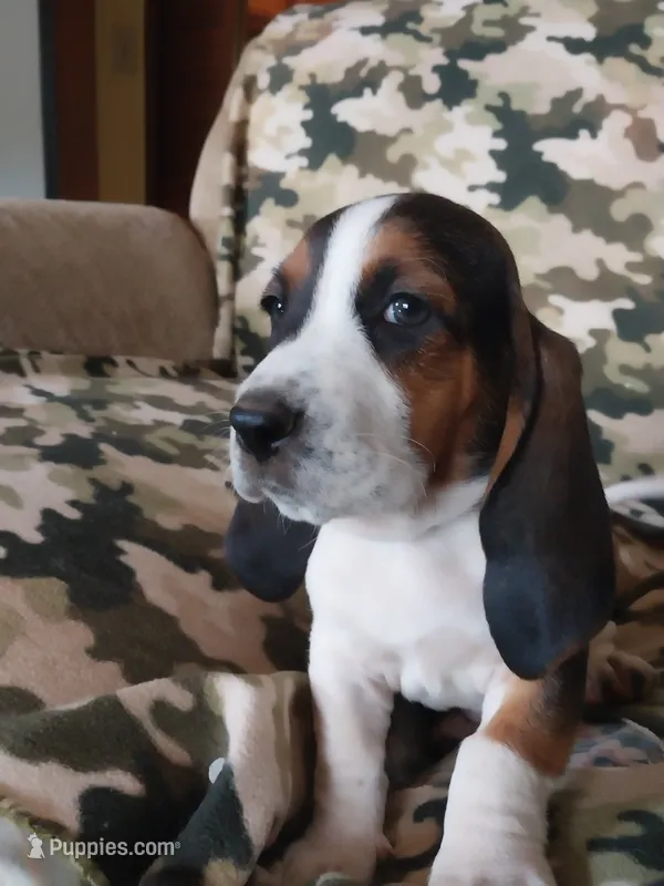Black Boy – Basset Hound puppy for sale in Englewood, TN