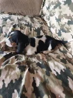 Black girl, a female Basset Hound for sale in Englewood, TN – 7 of 8