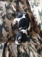 Green Girl, a female Basset Hound for sale in Englewood, TN – 7 of 8