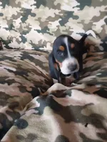 Green Girl, a female Basset Hound for sale in Englewood, TN – 2 of 8
