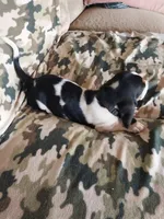 Black girl, a female Basset Hound for sale in Englewood, TN – 6 of 8