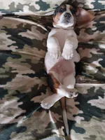 Red Boy, a male Basset Hound for sale in Englewood, TN – 7 of 7