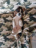 Black Boy, a male Basset Hound for sale in Englewood, TN – 8 of 8