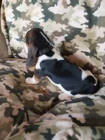 Black Boy, a male Basset Hound for sale in Englewood, TN – 4 of 8