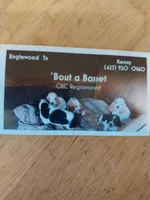 Red Boy, a male Basset Hound for sale in Englewood, TN – 4 of 7