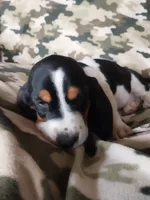 Black girl, a female Basset Hound for sale in Englewood, TN – 3 of 8
